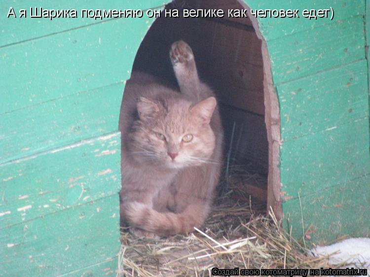 А я Шарика подменяю он на велике как человек едет)... Котоматрица: А я Шарика подменяю он на велике как человек едет)