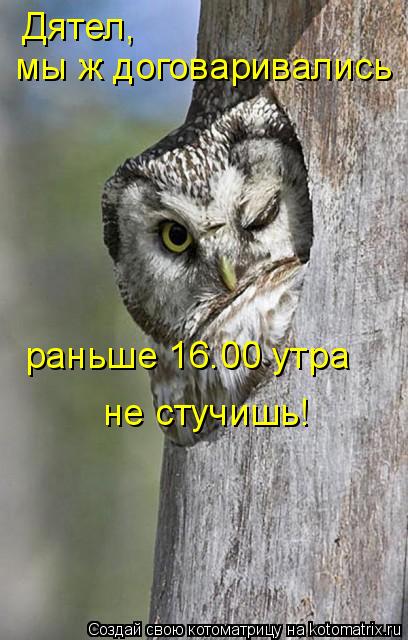 Дятел, мы ж договаривались раньше 16.00 утра не стучишь!... Котоматрица: Дятел, мы ж договаривались раньше 16.00 утра не стучишь!