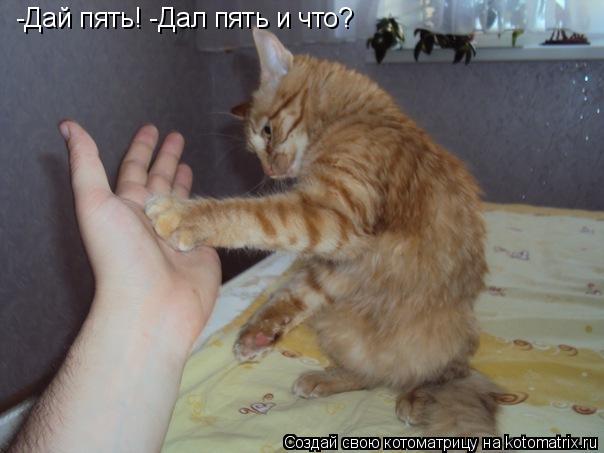 -Дай пять! -Дал пять и что?... Котоматрица: -Дай пять! -Дал пять и что?
