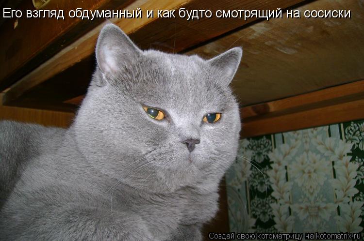 Его взгляд обдуманный и как будто смотрящий на сосиски... Котоматрица: Его взгляд обдуманный и как будто смотрящий на сосиски