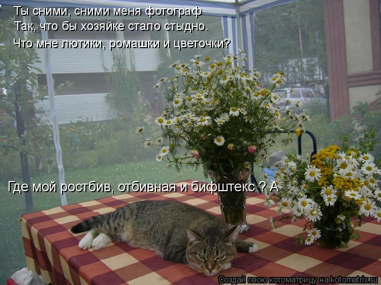 Ты сними, сними меня фотограф Так, что бы хозяйке стало стыдно. Что мне лютики, ромашки и цветочки? ... Котоматрица: Ты сними, сними меня фотограф Так, что бы хозяйке стало стыдно. Что мне лютики, ромашки и цветочки? Где мой ростбив, отбивная и бифштекс ? А
