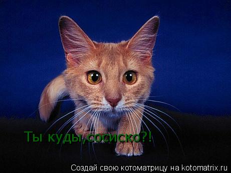 Ты куды,сосиско?!... Котоматрица: Ты куды,сосиско?!
