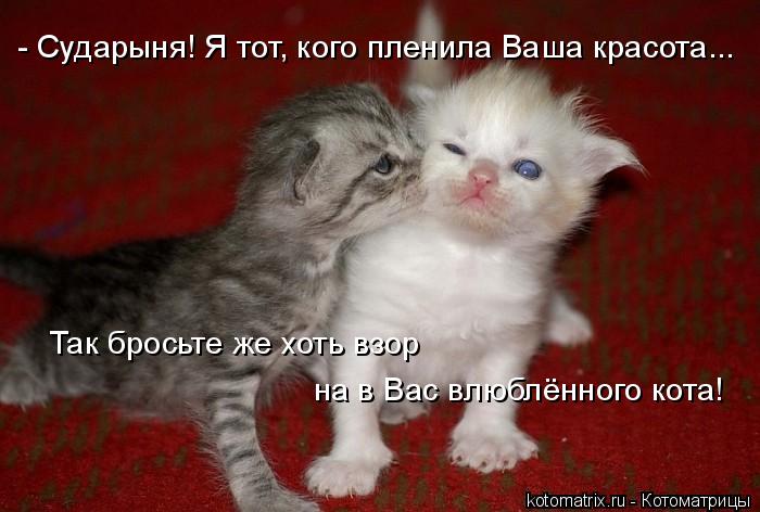 - Сударыня! Я тот, кого пленила Ваша красота... Так бросьте же хоть взор на в Вас влюблённого кота!... Котоматрица: - Сударыня! Я тот, кого пленила Ваша красота... Так бросьте же хоть взор на в Вас влюблённого кота!