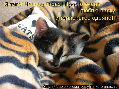 Я-тигр! Чесное слово! Просто очень люблю ласку и тепленькое одеяло!!!... Котоматрица: Я-тигр! Чесное слово! Просто очень люблю ласку и тепленькое одеяло!!!