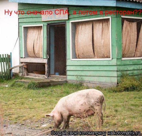 Ну что сначало СПА, а потом в ресторан??... Котоматрица: Ну что сначало СПА, а потом в ресторан??