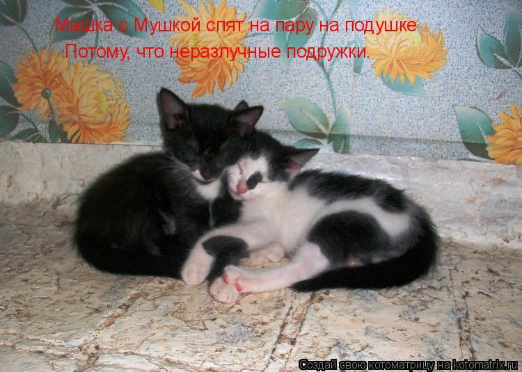 Машка с Мушкой спят на пару на подушке Потому, что неразлучные подружки.... Котоматрица: Машка с Мушкой спят на пару на подушке Потому, что неразлучные подружки.