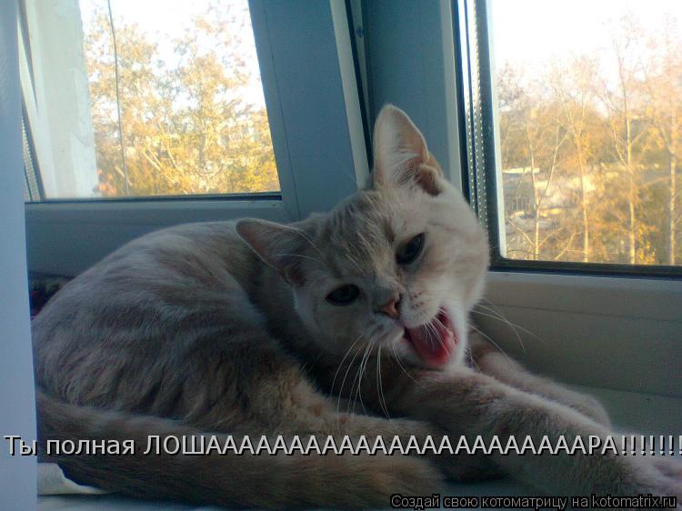 Ты полная ЛОШАААААААААААААААААААААААРА!!!!!!!!!!... Котоматрица: Ты полная ЛОШАААААААААААААААААААААААРА!!!!!!!!!!