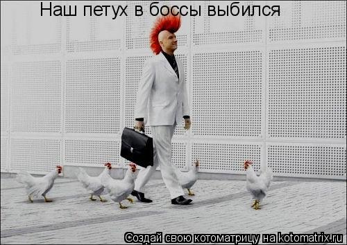 Наш петух в боссы выбился... Котоматрица: Наш петух в боссы выбился