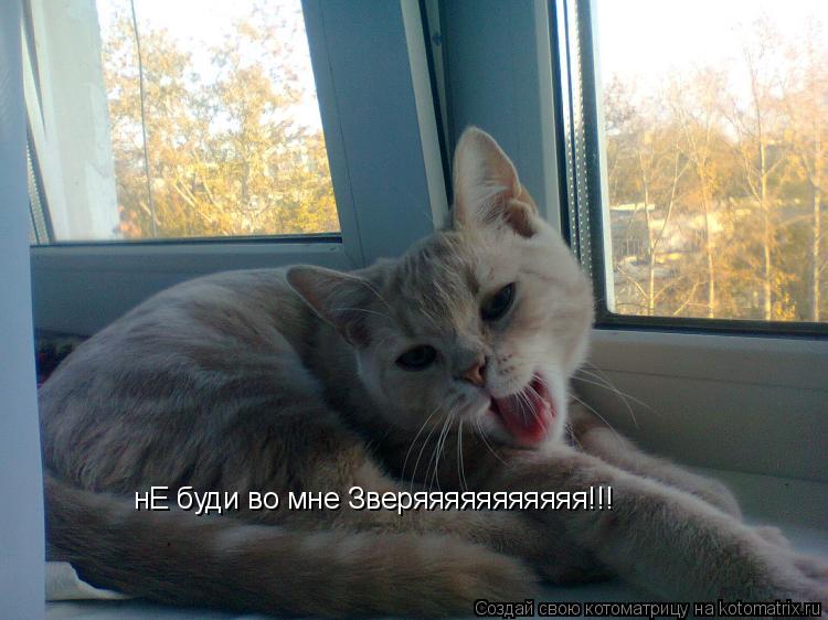 нЕ буди во мне Зверяяяяяяяяяяя!!!... Котоматрица: нЕ буди во мне Зверяяяяяяяяяяя!!!