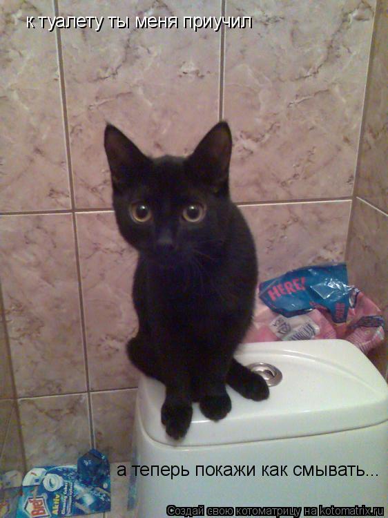 к туалету ты меня приучил а теперь покажи как смывать...... Котоматрица: к туалету ты меня приучил а теперь покажи как смывать...