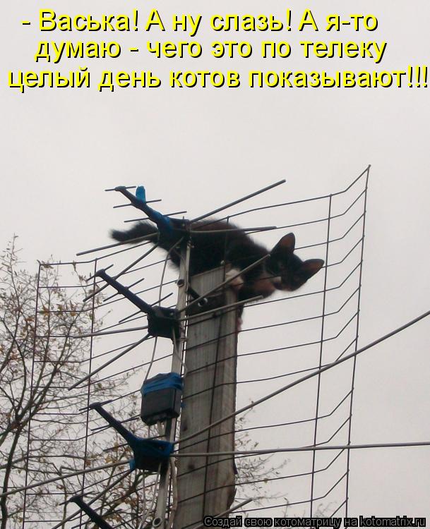 - Васька! А ну слазь! А я-то думаю - чего это по телеку целый день котов показывают!!!... Котоматрица: - Васька! А ну слазь! А я-то думаю - чего это по телеку целый день котов показывают!!!