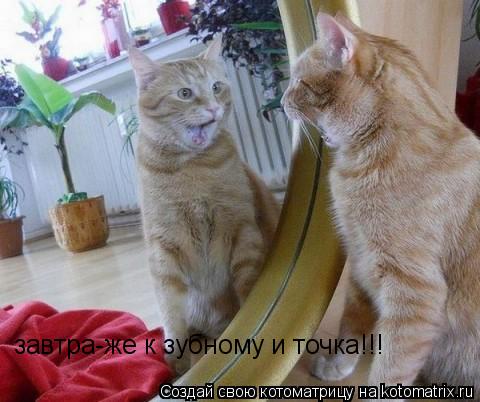 завтра-же к зубному и точка!!!... Котоматрица: завтра-же к зубному и точка!!!