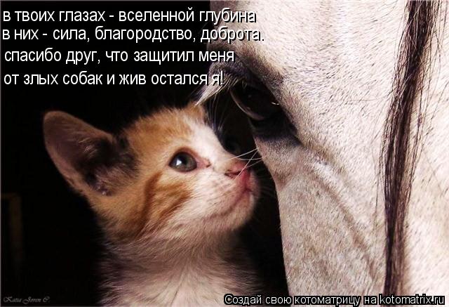 в твоих глазах - вселенной глубина спасибо друг, что защитил меня в них - сила, благородство, доброта... Котоматрица: в твоих глазах - вселенной глубина спасибо друг, что защитил меня в них - сила, благородство, доброта. от злых собак и жив остался я!