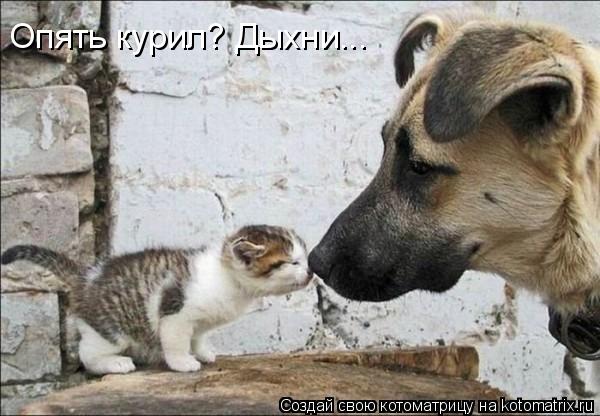 Опять курил? Дыхни...... Котоматрица: Опять курил? Дыхни...
