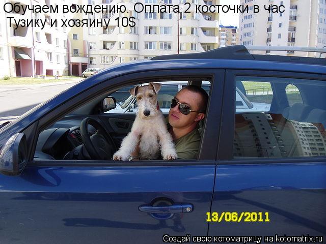 Обучаем вождению. Оплата 2 косточки в час Тузику и хозяину 10$... Котоматрица: Обучаем вождению. Оплата 2 косточки в час Тузику и хозяину 10$