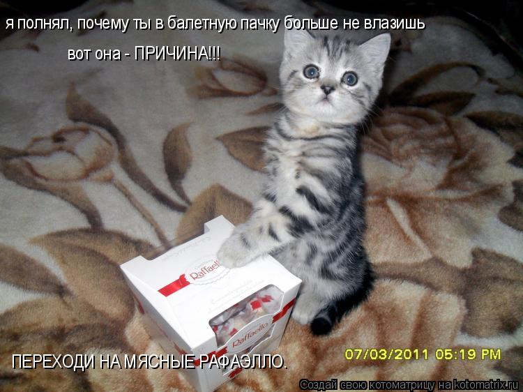 я полнял, почему ты в балетную пачку больше не влазишь вот она - ПРИЧИНА!!! ПЕРЕХОДИ НА МЯСНЫЕ РАФАЭЛ... Котоматрица: я полнял, почему ты в балетную пачку больше не влазишь вот она - ПРИЧИНА!!! ПЕРЕХОДИ НА МЯСНЫЕ РАФАЭЛЛО.