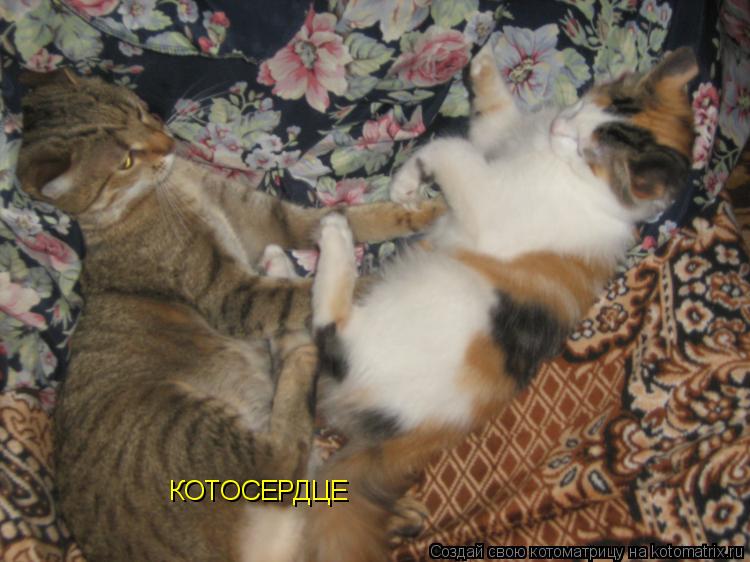 КОТОСЕРДЦЕ... Котоматрица: КОТОСЕРДЦЕ
