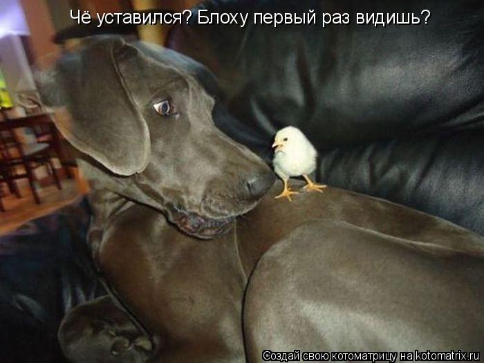 Чё уставился? Блоху первый раз видишь?... Котоматрица: Чё уставился? Блоху первый раз видишь?