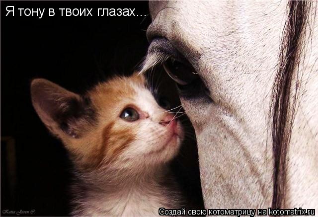 Я тону в твоих глазах...... Котоматрица: Я тону в твоих глазах...