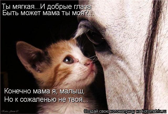 Ты мягкая...И добрые глаза Быть может мама ты моя?... Конечно мама я, малыш, Но к сожаленью не твоя..... Котоматрица: Ты мягкая...И добрые глаза Быть может мама ты моя?... Конечно мама я, малыш, Но к сожаленью не твоя...