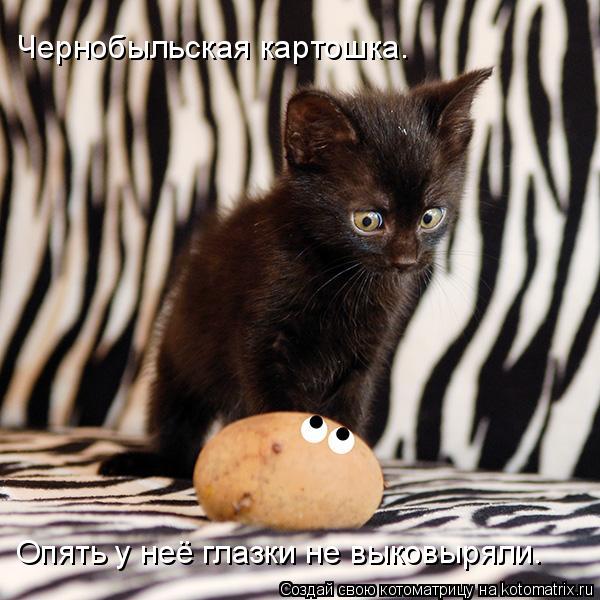 Котоматрица: Чернобыльская картошка. Опять у неё глазки не выковыряли.