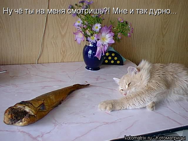 Котоматрица: Ну чё ты на меня смотришь?! Мне и так дурно...