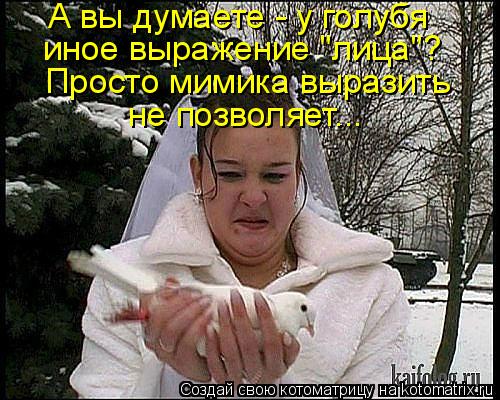 Котоматрица: А вы думаете - у голубя иное выражение "лица"? Просто мимика выразить не позволяет...
