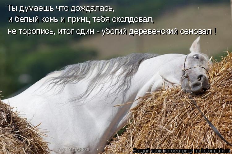 Котоматрица: Ты думаешь что дождалась,   и белый конь и принц тебя околдовал, не торопись, итог один - убогий деревенский сеновал !