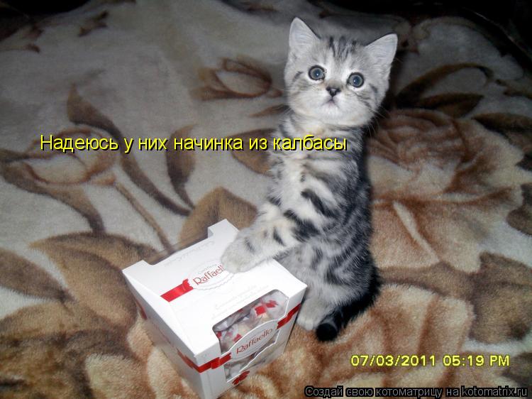 Котоматрица: Надеюсь у них начинка из калбасы