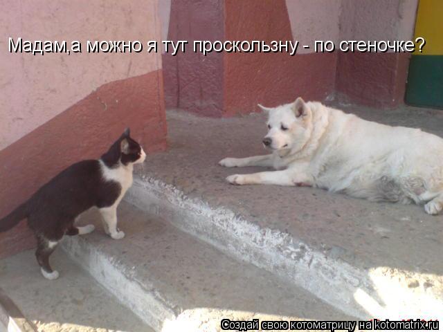 Котоматрица: Мадам,а можно я тут проскользну - по стеночке?