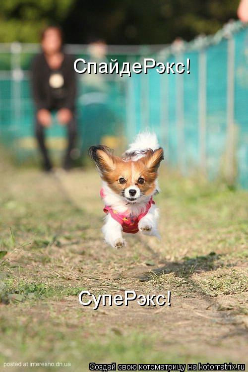 Котоматрица: СпайдеРэкс! СупеРэкс!
