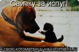 Котоматрица: Саичку за испуг!