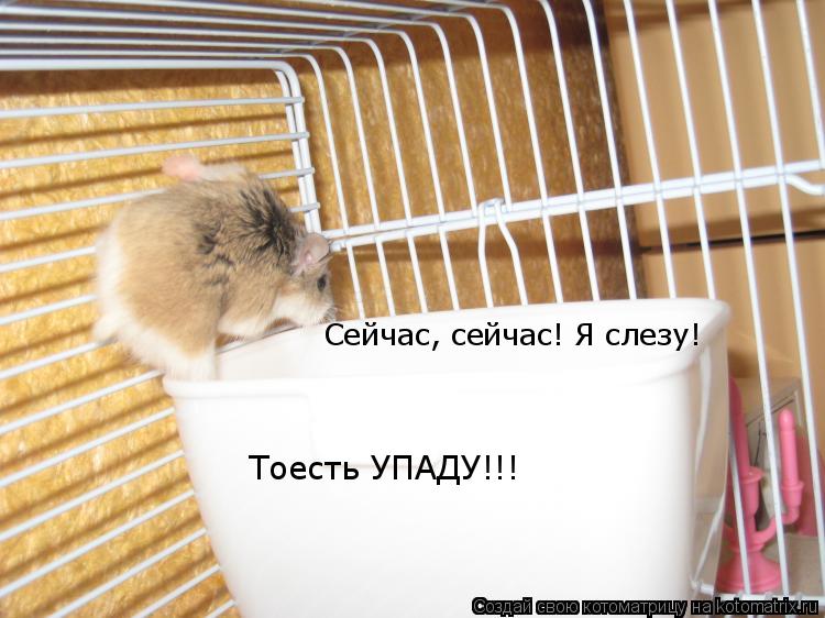 Котоматрица: Сейчас, сейчас! Я слезу! Тоесть УПАДУ!!!