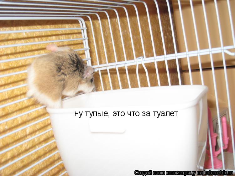 Котоматрица: ну тупые, это что за туалет