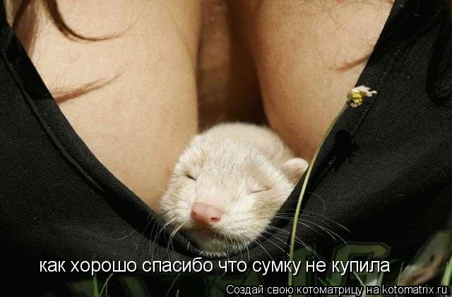 Котоматрица: как хорошо спасибо что сумку не купила