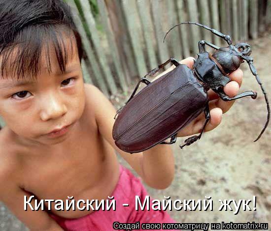 Котоматрица: Китайский - Майский жук!