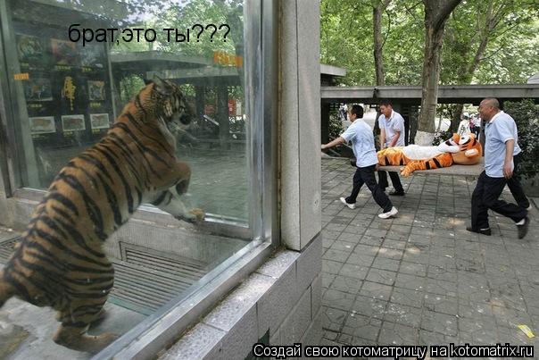 брат,это ты???... Котоматрица: брат,это ты???
