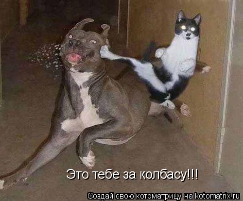 Котоматрица: Это тебе за колбасу!!!