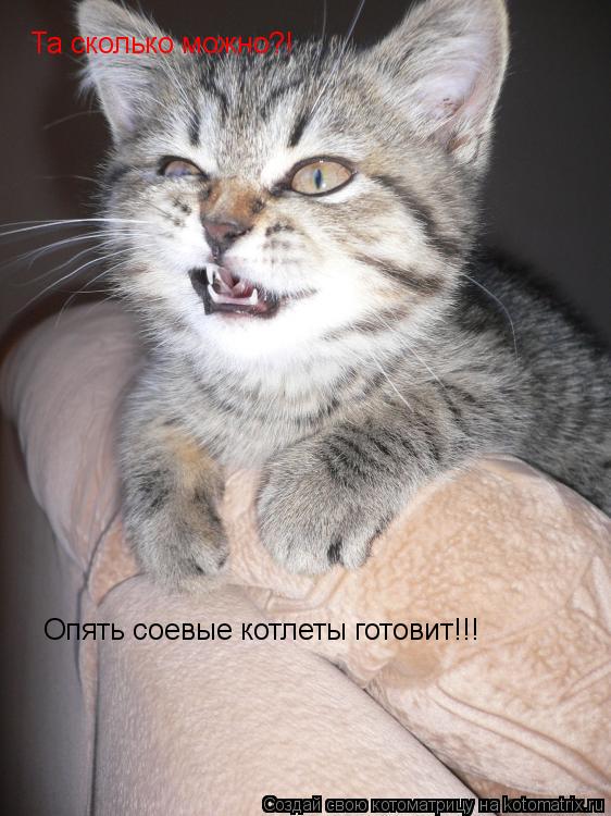 Котоматрица: Та сколько можно?! Опять соевые котлеты готовит!!!