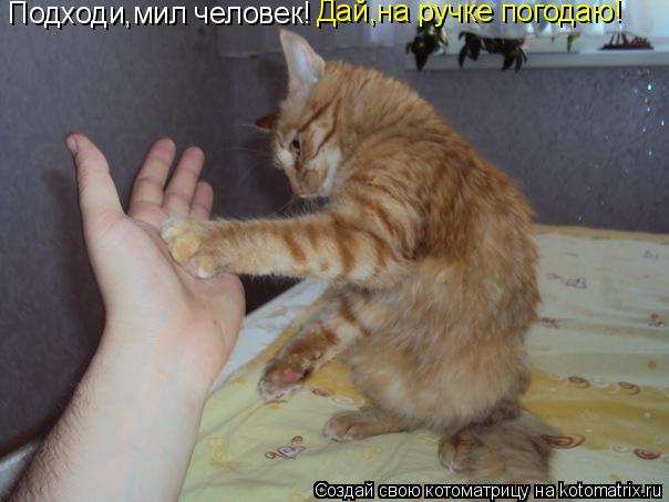 Котоматрица: Подходи,мил человек! Дай,на ручке погодаю!