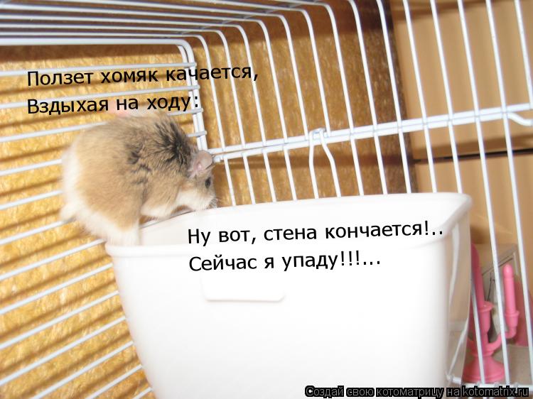 Ползет хомяк качается, Вздыхая на ходу: Ну вот, стена кончается!.. Сейчас я упаду!!!...... Котоматрица: Ползет хомяк качается, Вздыхая на ходу: Ну вот, стена кончается!.. Сейчас я упаду!!!...