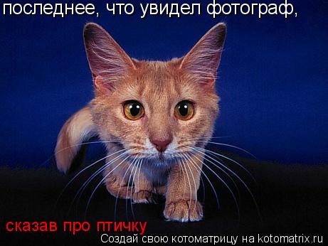 последнее, что увидел фотограф, сказав про птичку... Котоматрица: последнее, что увидел фотограф, сказав про птичку