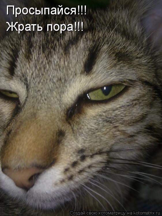 Просыпайся!!! Просыпайся!!! Просыпайся!!! Жрать пора!!!... Котоматрица: Просыпайся!!! Просыпайся!!! Просыпайся!!! Жрать пора!!!