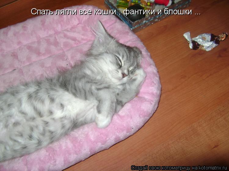 Спать лягли все кошки , фантики и блошки ...... Котоматрица: Спать лягли все кошки , фантики и блошки ...