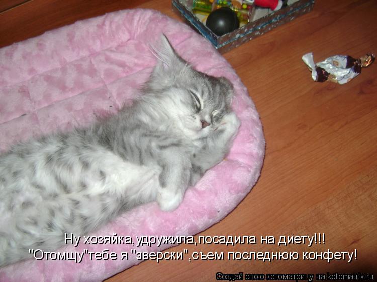 Ну хозяйка,удружила,посадила на диету!!! "Отомщу"тебе я "зверски",съем последнюю конфету!... Котоматрица: Ну хозяйка,удружила,посадила на диету!!! "Отомщу"тебе я "зверски",съем последнюю конфету!