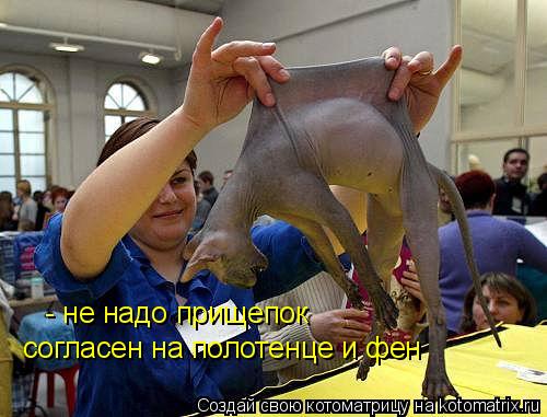 - не надо прищепок согласен на полотенце и фен... Котоматрица: - не надо прищепок согласен на полотенце и фен