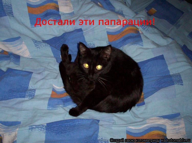 Достали эти папарации!... Котоматрица: Достали эти папарации!