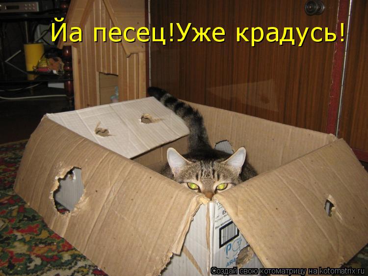 Йа песец!Уже крадусь!... Котоматрица: Йа песец!Уже крадусь!
