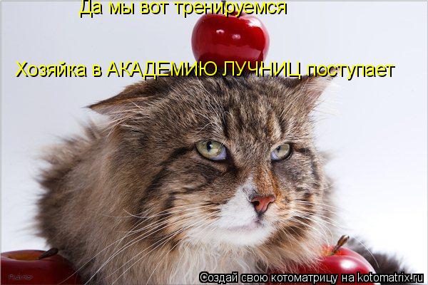 Да мы вот тренируемся Хозяйка в АКАДЕМИЮ ЛУЧНИЦ поступает... Котоматрица: Да мы вот тренируемся Хозяйка в АКАДЕМИЮ ЛУЧНИЦ поступает