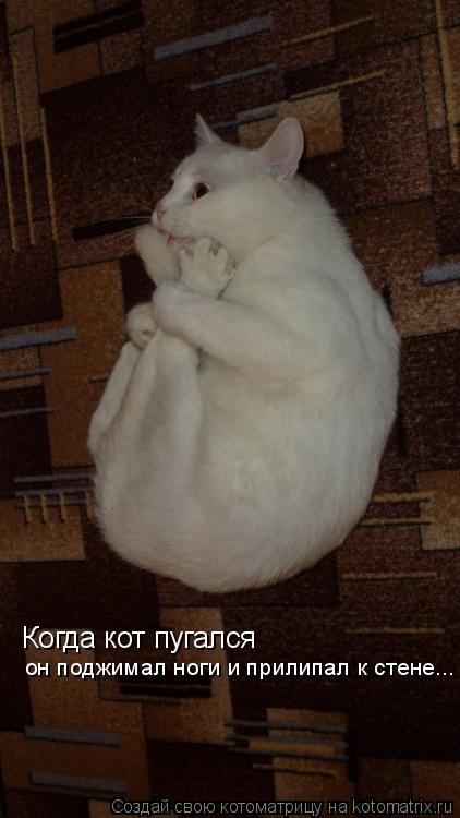 Когда кот пугался он поджимал ноги и прилипал к стене...... Котоматрица: Когда кот пугался он поджимал ноги и прилипал к стене...